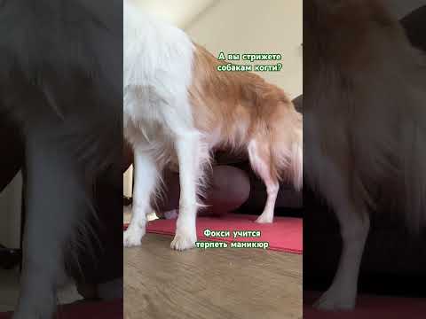 Видео ГИГИЕНА ЛАП уже на канале #дрессировка #dog