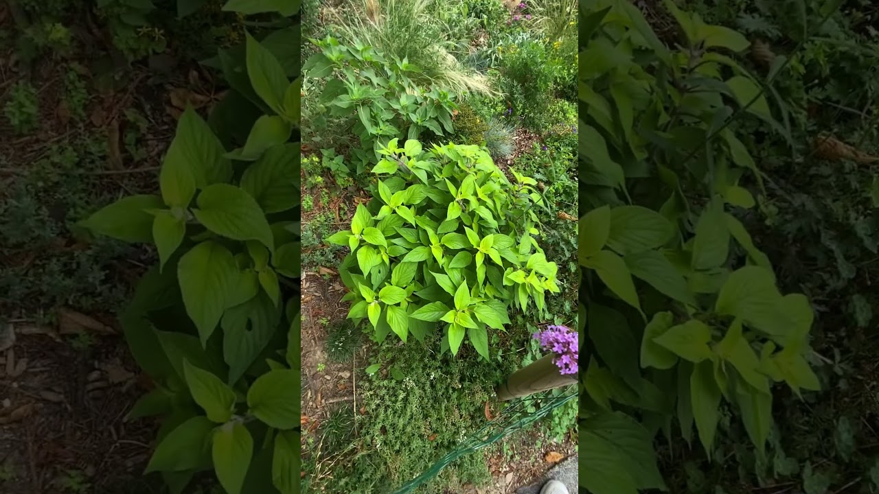 plant Salvia elegans  साल्भिय