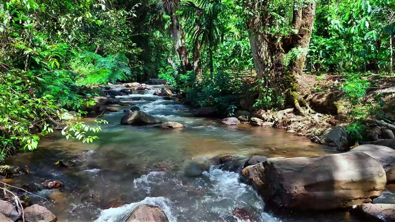 Relaxing Jungle River Scene with Natural Water Flow and Lush Tropical Greenery
