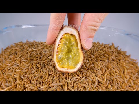 10 000 Mealworms vs PASSION FRUIT