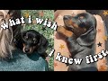 What to Know Before Getting a Mini Dachshund!