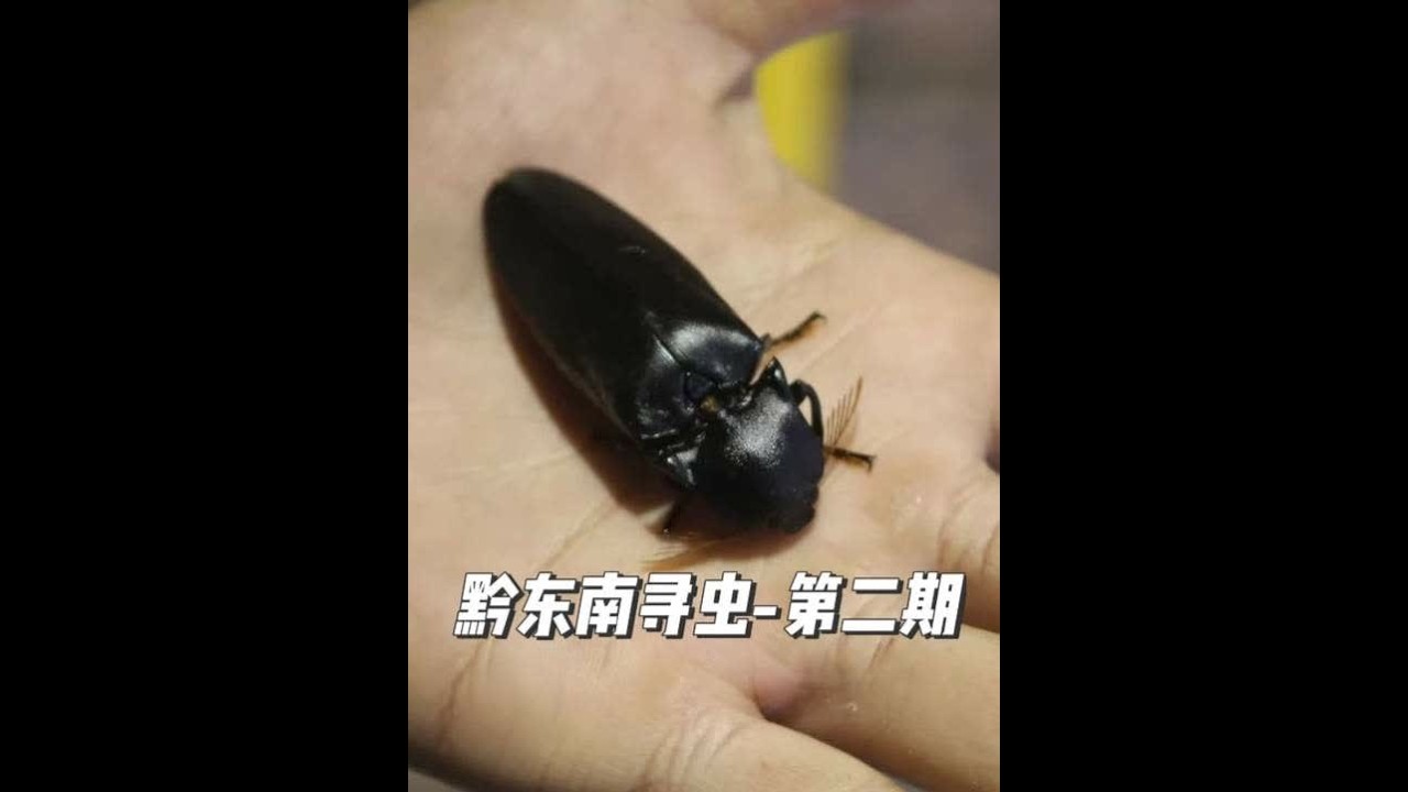 黔东南寻虫-第二期 灯诱现场来了超大叩甲，大蚕蛾、螳螂、鬼脸天蛾好玩的东西太多啦#灯诱 #昆虫 #长尾大蚕蛾 #鬼脸天蛾 #寻虫记