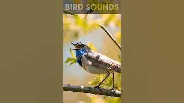 🎶🐦 Soothing Bird Sounds | A Serenade for the Soul #relaxation #asmr #naturesounds