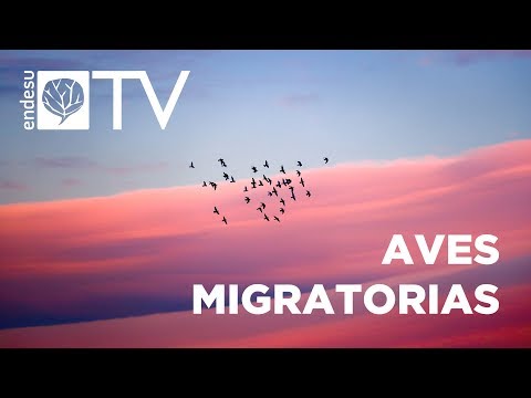 Video: Que Aves No Son Migratorias