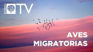 ENDESU.TV | 5: Aves migratorias. Un fenómeno espectacular.