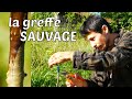 Greffer Les Arbres Fruitiers SAUVAGES Exemple Du Poirier Sur Aubépine mp3