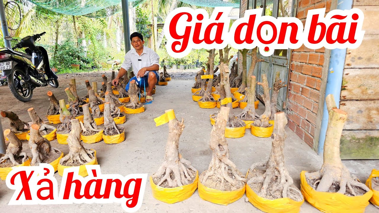 Anh Nam 📲 0865649529 xả hàng mai Giảo Thủ Đức đế quái đế đẹp 14/1 Chợ Gạo (@MaivàngQuêdừa)