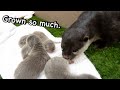 【カワウソ赤ちゃん】マリはスパルタお母さん?Otter Mari is very strict Mom??【Mari's story】