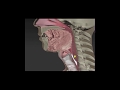 Anatomy & Physiology of Swallowing -- MBSImP Animations