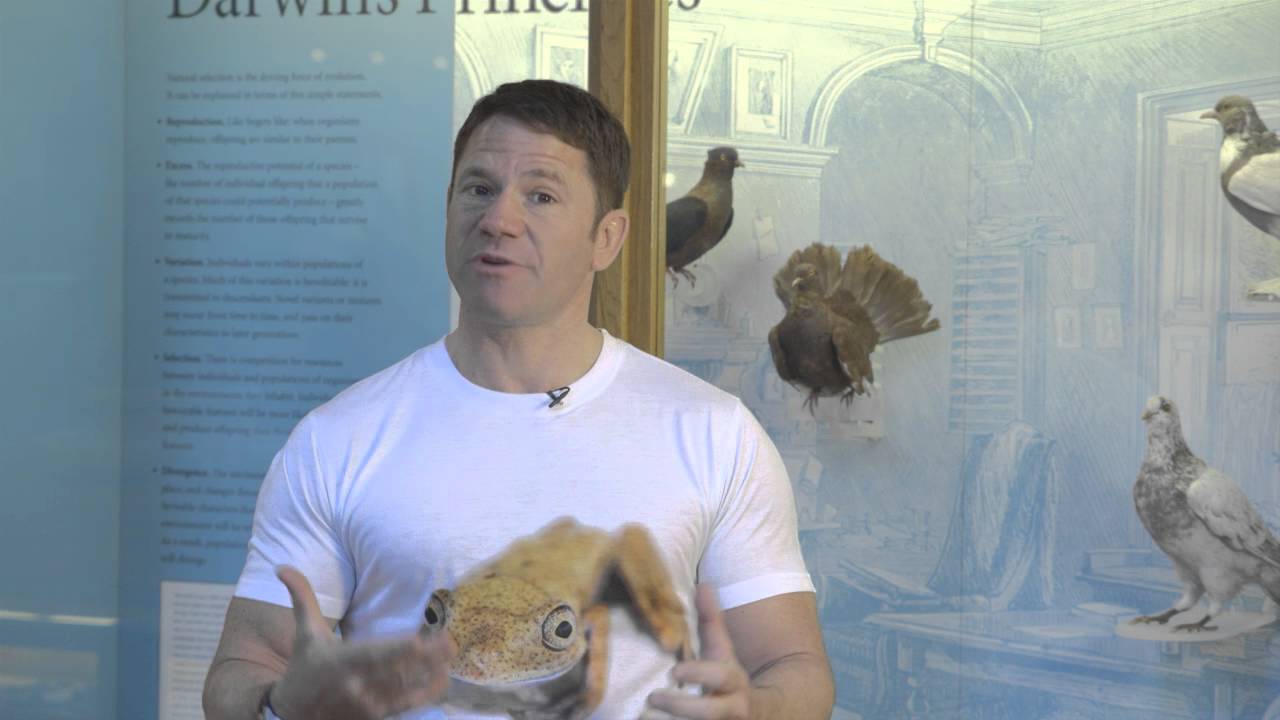 video phone beyonce mp3 Endless Variations: Charles Darwin and the pigeons