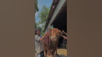 Sapi limosin sapi simental sapi madura sapi bali sapi brahman #sapi #shorts