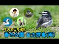 【野鳥観察】4人で行く春の野鳥探し!雨の中の全力探鳥! Vlog86