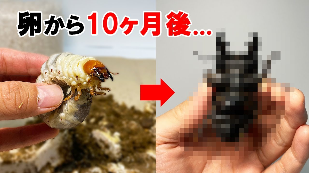 巨大な幼虫を卵から約10ヶ月飼育した結果...