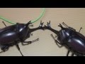 パワースライムムシキング「カブトムシ」