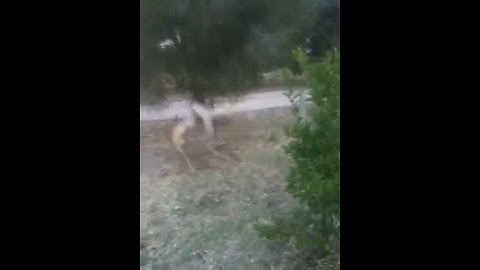 Deer caught in bird netting.