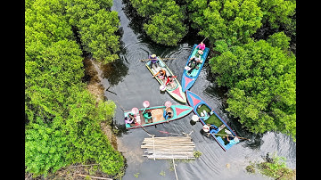 Rừng ngập mặn đẹp như mơ ở Bàu Cá Cái Quảng Ngãi