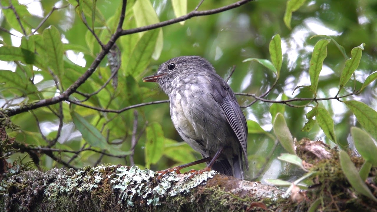 North Island robin singing Mt Ngongotaha Rotorua 070319