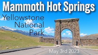 Mammoth Hot Springs May 3rd 2023. A scenic driving video of the Mammoth hot springs area.