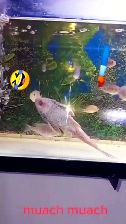 #shorts Story wa ikan mahal di aquarium