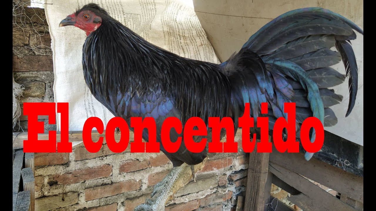 😍 Mi gallito negro más hermoso 😍 Caballo de guerra. War horse 😍 - YouTube