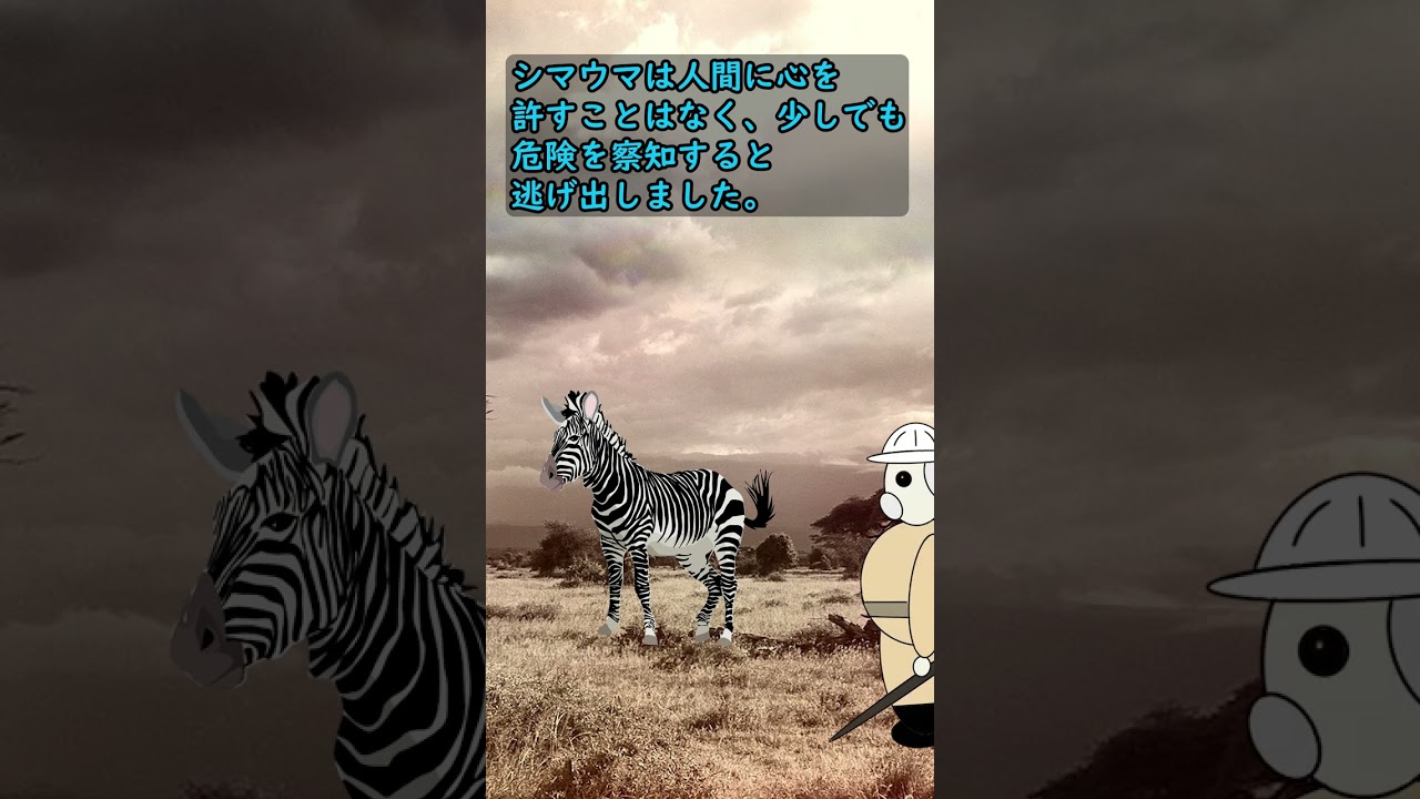 人間が家畜化できなかった動物【シマウマ】 #shorts