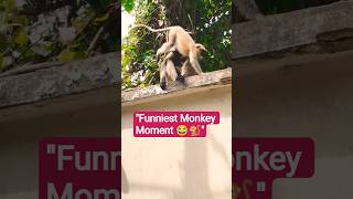 Baby Monkey Sitting In Moms Lap I