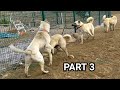 #part3 PART3 BOZO'YU KÖPEKLERİN MEKANINDAN!! ZOR ÇIKARTTIM