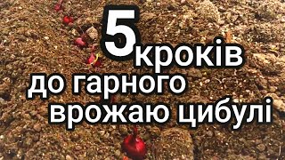 видео: Основні моменти посадки цибулі на зиму картинка: Основні моменти посадки цибулі на зиму