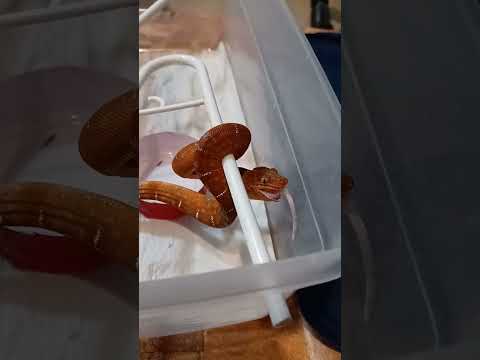 Feeding baby Emerald tree boa.