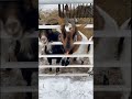 Goat Goats 2160x3840 #goat #beautifullgoats #animals #whitegoat