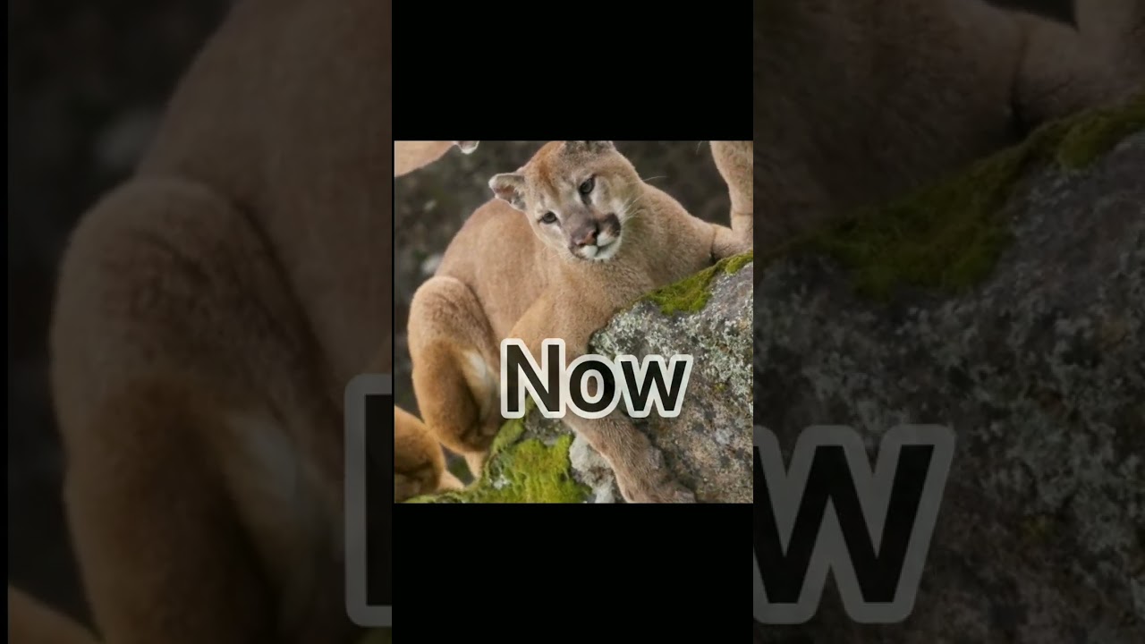 New puma vs old puma 