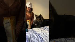 Sharing my Chips with German Shepherd