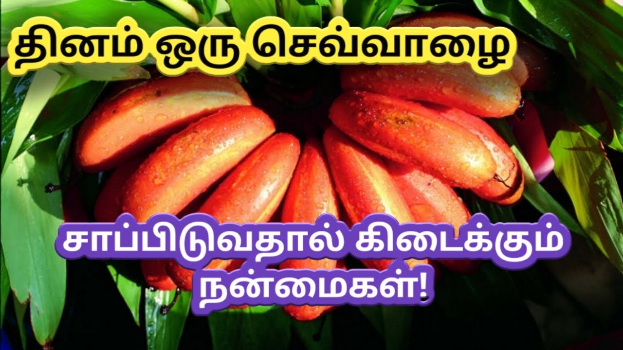 வியக்க வைக்கும் செவ்வாழை மகத்துவம் Red banana health benefits tamil