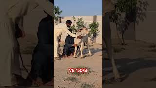Mr V8 1608 Brahman agriculture brahman shorts cow