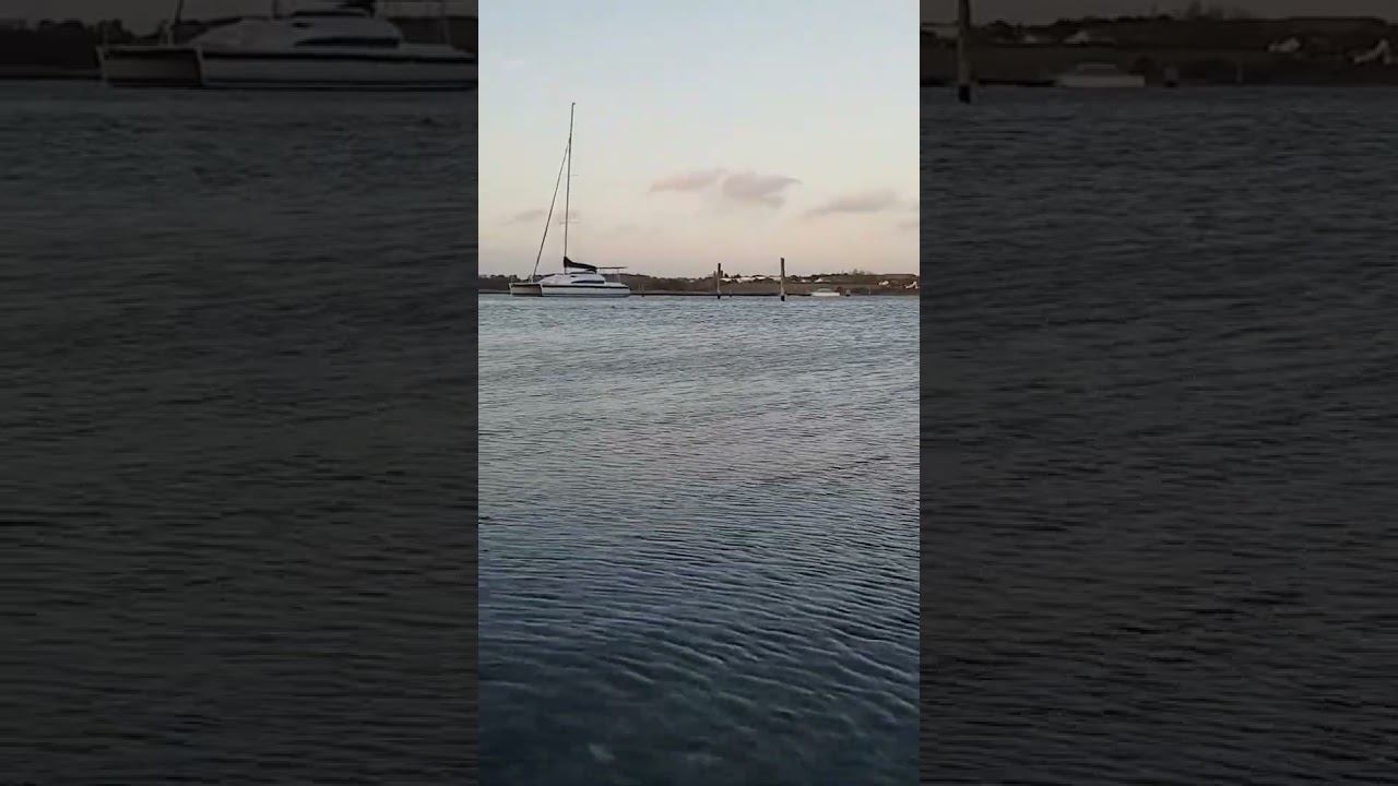 Porpoise Schweinswal Marsvin-                Denmark Swinewal close to shore 10/2022