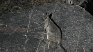 Godman&#39;s Rock-Wallaby! Look at Those Little Arms!