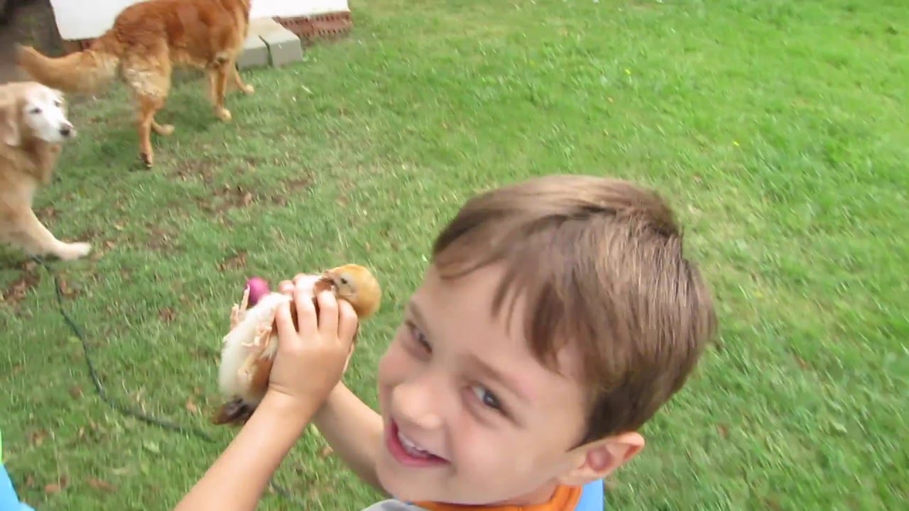 chickens come home to roost How to Raise Backyard Baby Chickens (Part 2)