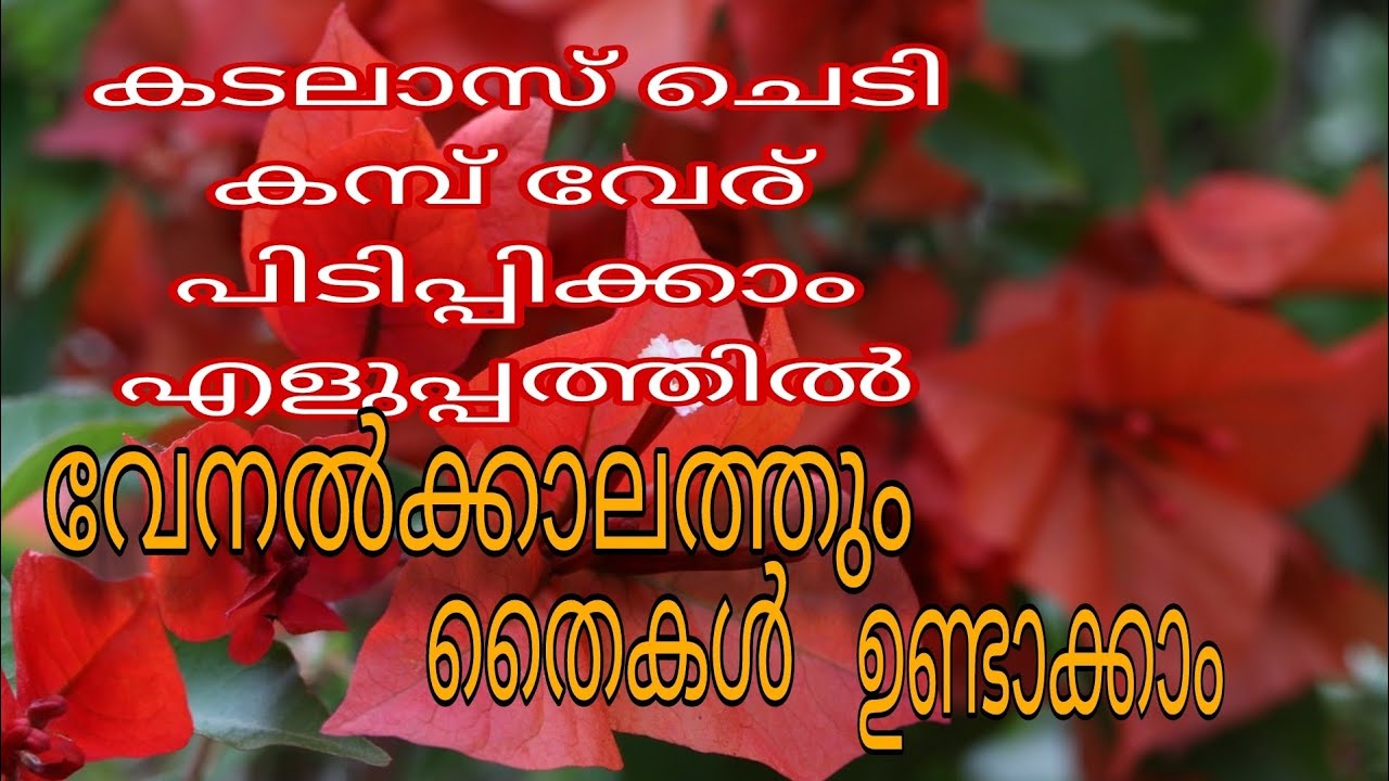 ബൊഗൈൻ വില്ല കമ്പുകൾ ഇങ്ങനെ നട്ടാൽ എല്ലാം പിടിച്ചു കിട്ടും||how to grow Bougainvillea plant malayalam