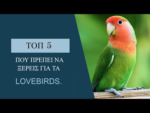 Βίντεο: Πώς να ονομάσετε έναν παπαγάλο Lovebird