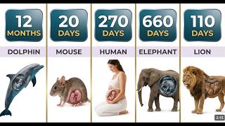 Animals And Human Pregnancy Period Comparison| Shortest To Longest Animals Gestation Period