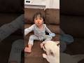 パパママには絶対にくれないのに犬にはシェアする3歳児 #shorts #フレンチブルドッグ