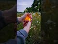 Fireflies in Texas #summer #fireflies #bioluminescence #nature