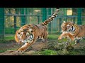 호랑이의 날카로운 공격능력! Tiger&#39;s tiger attack ability!