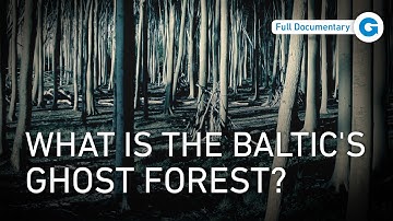 From Denmark to Germany: The Ghost Forest & Other Baltic Sea Wonders | Full Documentary