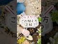 ムスカリこの、植え方正解？