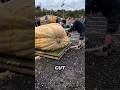 This Giant Pumpkin Is So Big It Needs a Chainsaw 😳