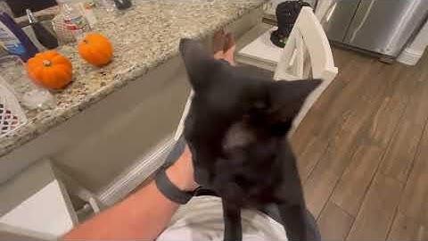 Video of adoptable pet named Haumea