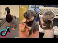 The Cutest Animals on Tik Tok! Funny Animals + Exotic Pets