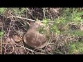 Box Turtle  in Arizona