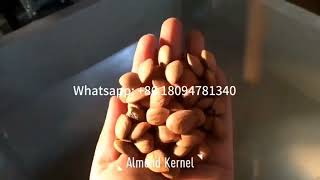 500kg/h almond hazelnut peeling production line